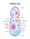 Vector illustration of the Fungal cell anatomy structure. Educational infographic Royalty Free Stock Photo